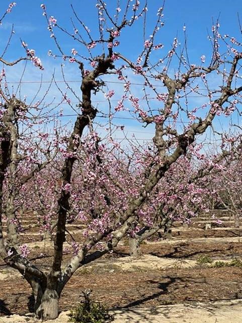 カリフォルニアシトラス産地近況2